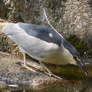 背中に白髪のある鳥