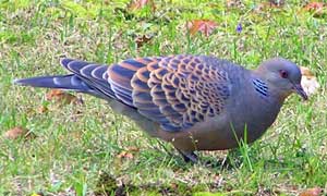 【超歓迎】 野鳥ノート クラフト・布製品